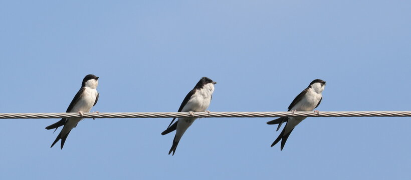 House Martin on wire, Delichon urbicum, birds of Montenegro