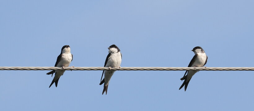 House Martin on wire, Delichon urbicum, birds of Montenegro