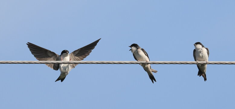 House Martin on wire, Delichon urbicum, birds of Montenegro