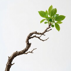 Fototapeta premium Young plant with green leaves on a twisted branch isolated