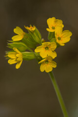 Prima vulgaris. Entre abril y mayo aparecen flores amarillas que forman racimos en un solo tallo. Se puede encontrar en toda Europa templada. © LuisManuel