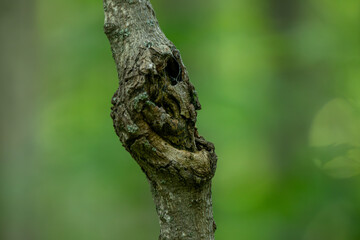 Obraz premium Trees with Natural Face‑Like Patterns in Forest Setting