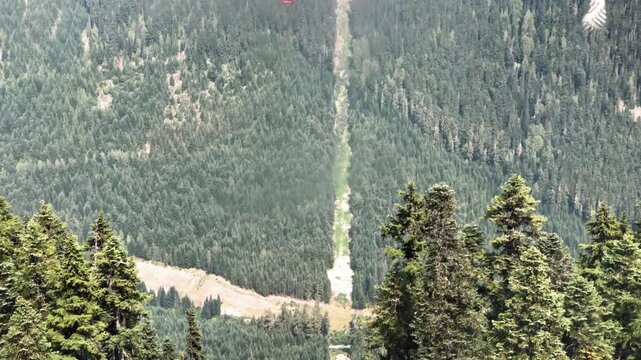 Whistler Mountain Trees from the chairlift, Blackcomb mountain in British Columbia on a sunny summer day