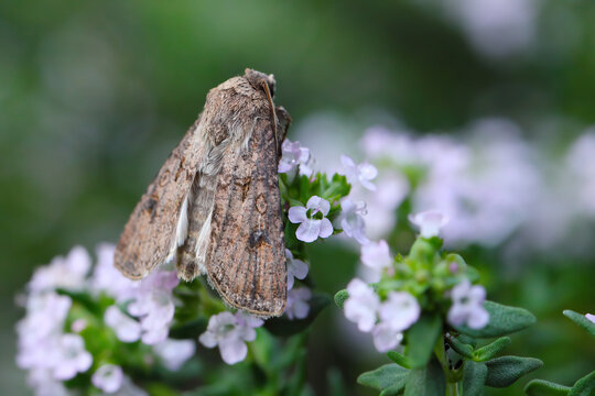 Agrotis segetum, usually known as the common cutworm or the turnip moth. Polyphagous caterpillars feed on crops. Plant pests.