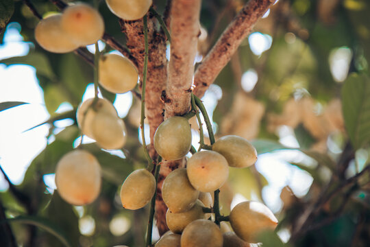 Clusters of fresh Burmese grape (Mafai / Rambai) tropical fruits hanging from tree branches in an organic fruit orchard. Excellent stock photography for agriculture, exotic fruits, Thai produce, healt
