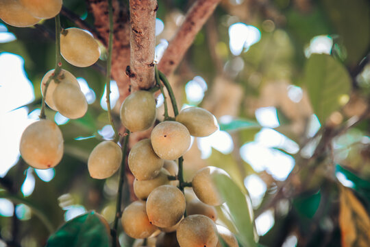 Clusters of fresh Burmese grape (Mafai / Rambai) tropical fruits hanging from tree branches in an organic fruit orchard. Excellent stock photography for agriculture, exotic fruits, Thai produce, healt