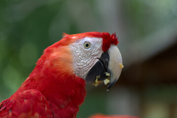 Fototapeta premium Scarlet Macaw (Ara macao). Taken in Copan Ruinas, Honduras.