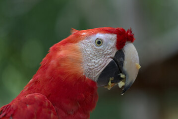 Fototapeta premium Scarlet Macaw (Ara macao). Taken in Copan Ruinas, Honduras.