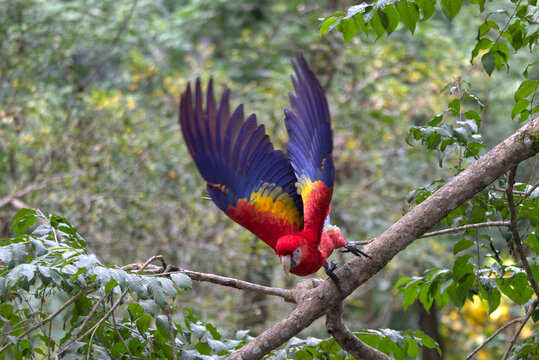 Scarlet Macaw (Ara macao) taking flight from a branch. Taken in Copan Ruinas, Honduras.