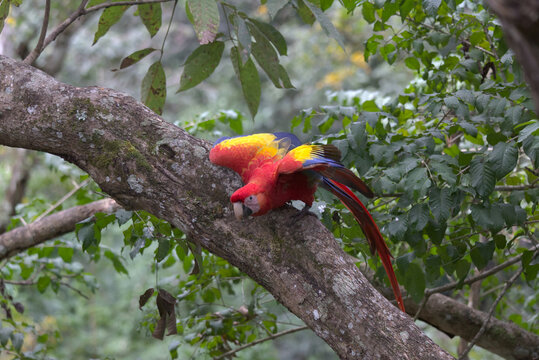Scarlet Macaw (Ara macao) taking flight from a branch. Taken in Copan Ruinas, Honduras.
