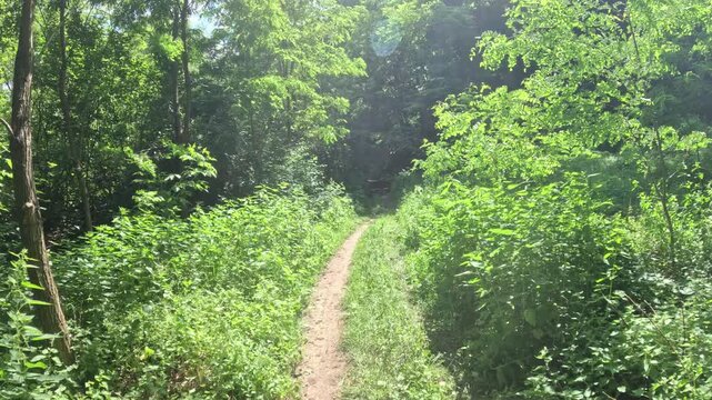 Slow motion camera following a forest road