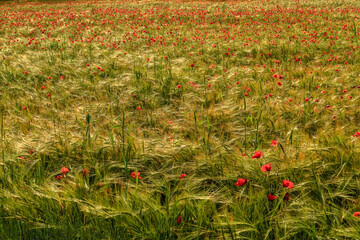 Poppies an Ears © marco