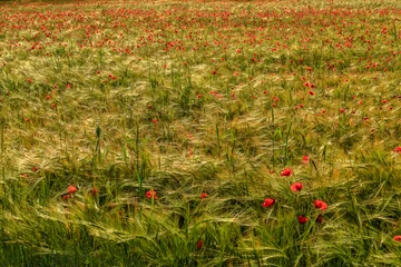 Fotobehang Klaprozen Poppies an Ears  © marco