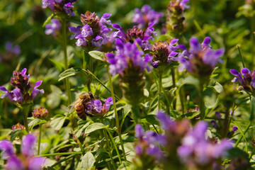 Obraz premium Beautiful bee in the middle of a flower meadow