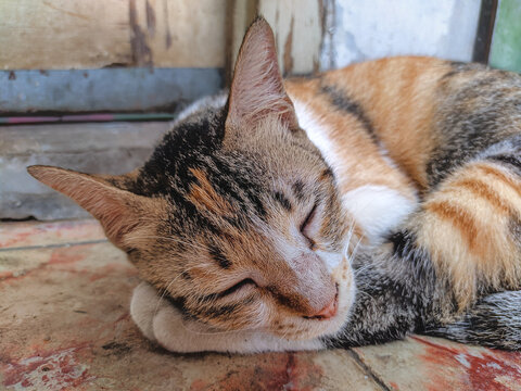 Close-Up Portrait of a Calico Cat Napping Peacefully.