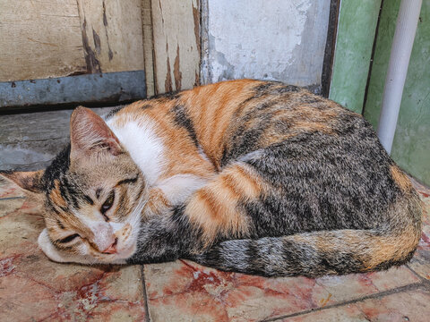 Beautiful Caladium/Calico Cat Sleeping Curled Up on the Floor.