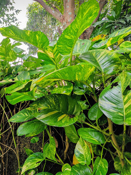 Lush Green Golden Pothos Ivy Growing on Stained Wall