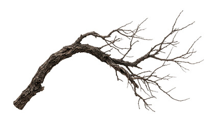 Fototapeta premium Curved dead tree branch with rough dark bark and bare twigs on transparent background, PNG dry weathered wood cutout for eerie gothic designs and nature overlays