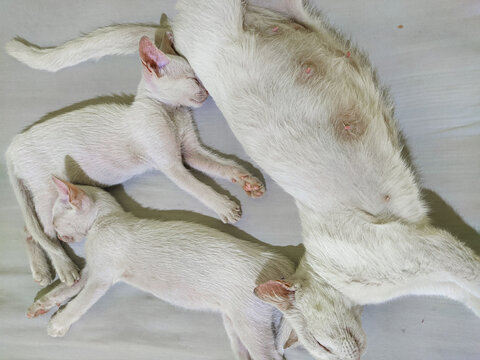 White Mother Cat Nursing Her Newborn Kittens on Bed.