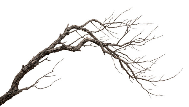 Crooked dead tree branch with bare twigs on transparent background, PNG dry gnarled weathered wood cutout for spooky horror design and nature backdrop