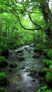 新緑の奥入瀬渓流　三乱の流れ
