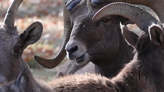 Bighorn Sheep Ram Close-Up of Head, Chewing Grass