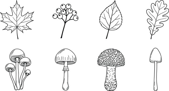 Black and white botanical line of leaves flowers and fruits with seeds botanical line leaf de