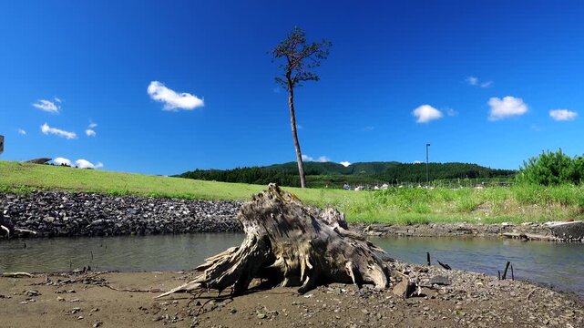 奇跡の一本松