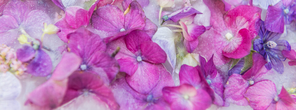 abstract background with pink and purple hortensia or hydrangea flowers and buds