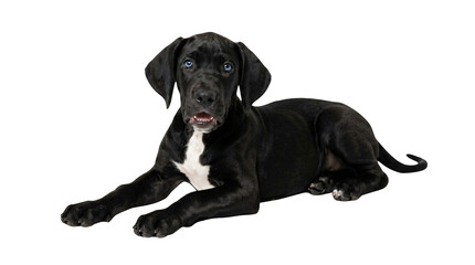 Fototapeta premium Lying Black Puppy, White Background, Playful Mood