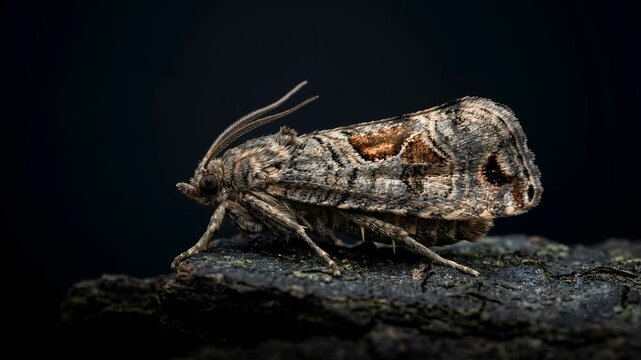 codling moth isolated on black background washington usa close up video