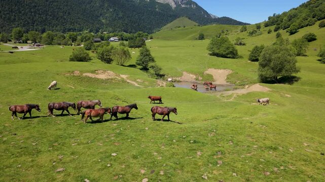 Wild horses walk in single file across the green hills, moving freely in nature with an aerial view of the landscape