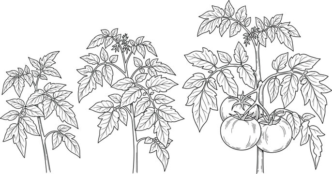 Black and white of three stylized clover plants shamrock leaf desi