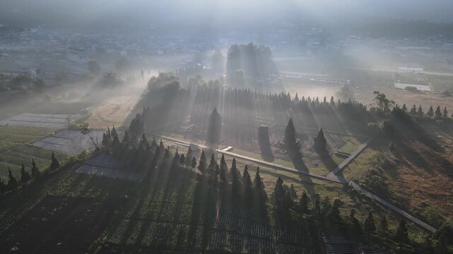 Aerial view of the misty Dieng plateau landscape featuring rows of trees and ancient temple structures illuminated by soft morning sun rays in Batur, Central Java, Indonesia.