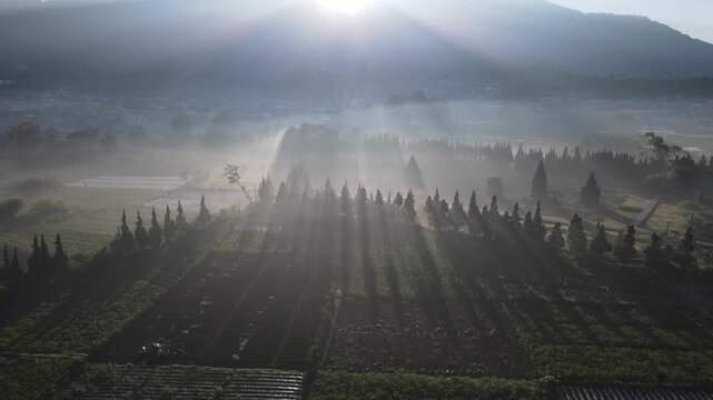 Aerial view of the misty Dieng plateau landscape with sun rays illuminating rows of trees and agricultural fields in Batur, Central Java, Indonesia.