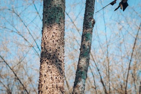 Detailed close-up photo of a thorny tree trunk showcasing its sharp natural spikes and rough bark texture. Unique botanical stock image ideal for nature textures, plant defense concepts, background pa