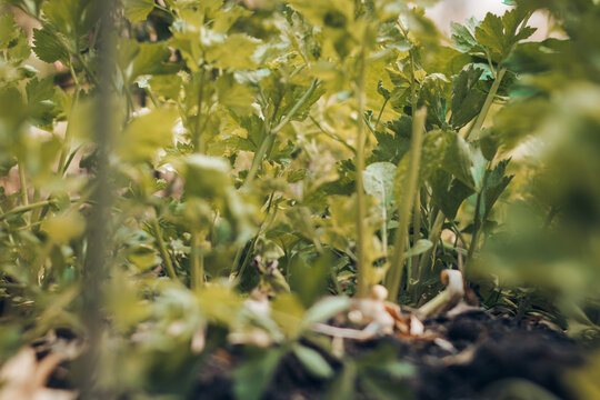 Lush green vegetable garden and growing plants under bright natural daylight with soft blurred background. Ideal stock image for agriculture, eco-friendly lifestyle, organic farming, environmental con