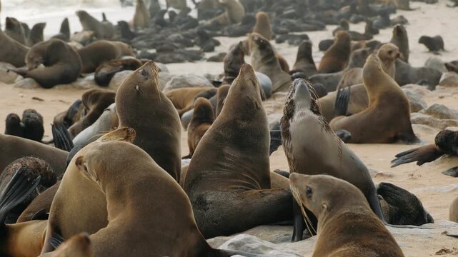 Colony of cape fur seals on a sandy beach in namibia skeleton coast national park