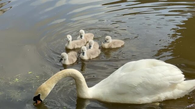 Swans and cygnets on the river wildlife and animals in England UK 4K