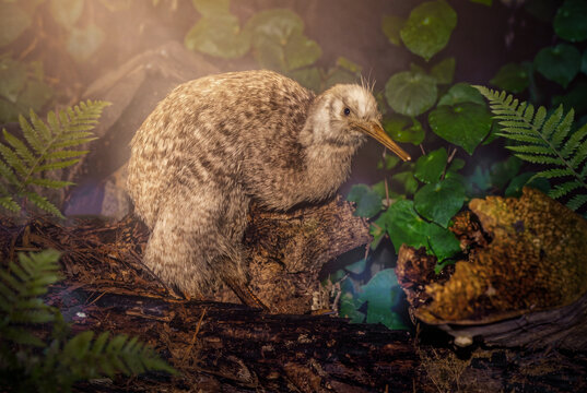Kiwi Bird in Its Natural Habitat, New Zealand Wilderness Landscape