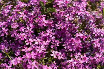 Obraz premium Pink phlox flowers in spring garden