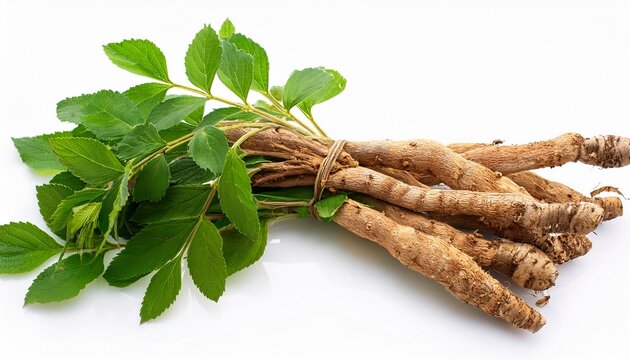 fresh eleuthero root bunch with leaves isolated on white background herbal medicine eleutherococcus senticosus herb plant root