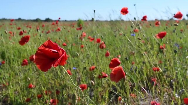 wild red beautiful poppies flowers blossoming at  sunny summer  day  at fiels.  close up
