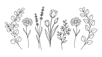 Minimalist wildflower line art collection, hand drawn botanical floral sketches, black ink outline of meadow flowers and eucalyptus leaves vector © Tayba