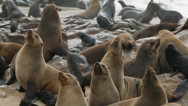 Cape cross seal colony on the skeleton coast of namibia in southern africa with a crowd of wild animals on the beach