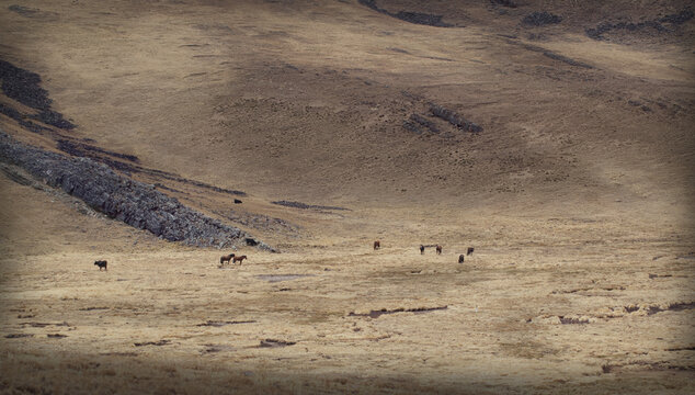 horses on the prairies of La Paz