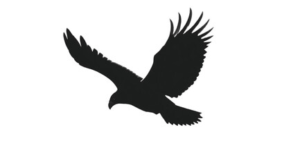 Fototapeta premium Eagle in a banking turn descends toward the ground with its wings angled to showcase the agility and control of this predatory bird in motion.