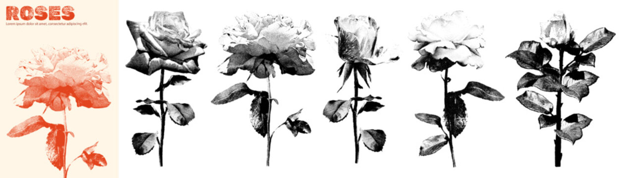 Vintage stipple roses on stems Distressed halftone flowers for t-shirt, poster design, wear print. Floral elements with photocopy effect for modern retro y2k design, print Vector illustration isolated