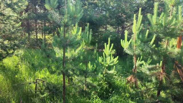 Young pine tree growing in a summer forest clearing. Sunny woodland environment with green grass and foliage. Ecological concept of nature conservation and forestry.