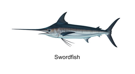 Naklejka premium Realistic Detailed Illustration of a Large Atlantic Swordfish Swimming Side View Isolated on a White Background for Marine Biology Education